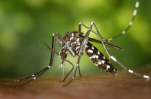 Mosquitoes are Ruining Your Backyard in Katy,Tx