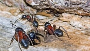 What Are These Big Black Ants In My Cypress Texas Home?