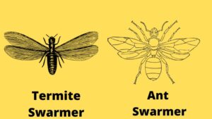 Whats the difference in a Termite vs Ant?